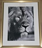 Leeuw, Antiek en Kunst, Kunst | Litho's en Zeefdrukken, Ophalen of Verzenden
