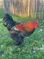 Prachtige hanen van 2025, Dieren en Toebehoren, Mannelijk, Kip