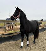 Tallentvolle black beauty D pony, Merrie, D pony (1.37m tot 1.48m), 3 tot 6 jaar