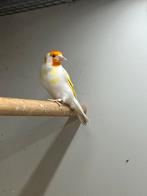 Majoor Putter Satinet Witkop Man, Meerdere dieren, Wildzangvogel, Geringd