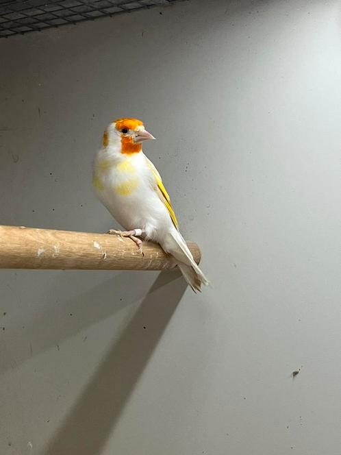 Majoor Putter Satinet Witkop Man, Dieren en Toebehoren, Vogels | Overige Vogels, Wildzangvogel, Meerdere dieren, Geringd