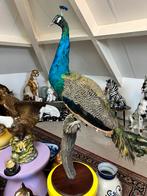 Taxidermy jonge pauw, Ophalen, Zo goed als nieuw, Overige soorten, Overige typen