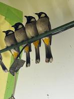 buulbuul irakes grote  mat 3 koppels te kop koppel 200€, Meerdere dieren