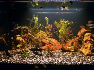 Black Molly guppies  beschikbaar voor biedingen
