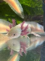 Axolotl vrouw, Dieren en Toebehoren, Reptielen en Amfibieën, Amfibie, Tam, 0 tot 2 jaar