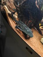 Grote zeilvin pleco 27-28cm, Vis