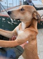 HzH-AZOR, leuke vent zoekt lekkere mand, 15 weken tot 1 jaar, Reu, Parvo, Eén hond