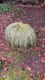 Aardewerkpot met superleuk gras, Ophalen of Verzenden, Overige soorten, Volle zon