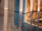 Diamant duifjes, Dieren en Toebehoren, Vogels | Overige Vogels, Meerdere dieren, Tropenvogel