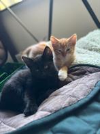 4 lieve kittens, Dieren en Toebehoren, Meerdere dieren