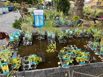 Zwemvijver aanplanten? Profiteer nu! Limburg beschikbaar voor biedingen