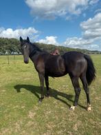 Chique zwarte jaarling merrie van Extreme U.S., Dieren en Toebehoren, Merrie, Minder dan 160 cm, 0 tot 2 jaar