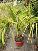 2x Palm Trachycarpus fortunei in Pot, Tuin en Terras, Planten | Tuinplanten, Ophalen of Verzenden