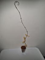 Hoya lacunosa asami wonosobo variegata, Ophalen of Verzenden, Halfschaduw, Minder dan 100 cm