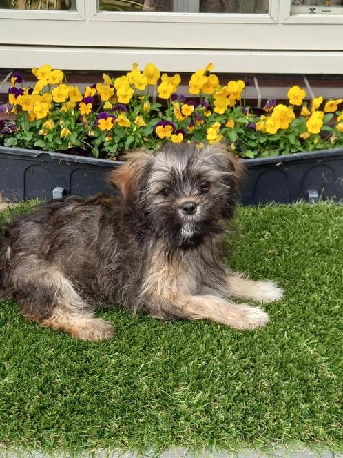 Te koop kleinblijvende  speelse boomer pups, Dieren en Toebehoren, Honden | Niet-rashonden, Klein, Meerdere dieren, Particulier