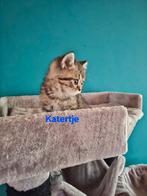 LIEVE BRITS KORTHAAR KATER OPZOEK NAAR FOREVER HOME!, Dieren en Toebehoren, Katten en Kittens | Raskatten | Korthaar, Meerdere dieren