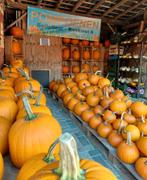 Nog ruime keus prachtige Halloween pompoenen en kalebassen, Ophalen, Nieuw