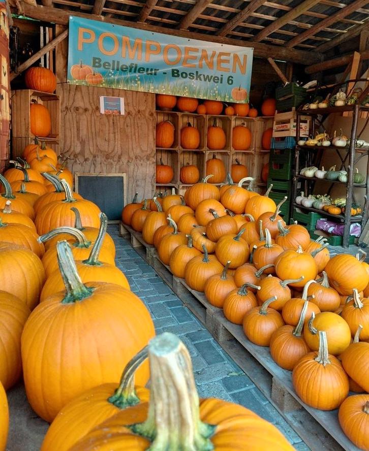 Opruiming!  prachtige  pompoenen en kalebassen, Tuin en Terras, Overige Tuin en Terras, Nieuw, Ophalen