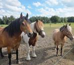 Springmateriaal en andere paarden artikelen gezocht., Dieren en Toebehoren, Ophalen, Overige soorten