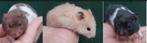 Kindvriendelyke goudhamster syrische hamster van hobbyfokker, Meerdere dieren, Hamster, Tam