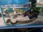 Tijger murene, Gymnothorax Polyuranodon, Vis, Zoetwatervis
