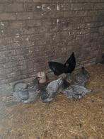 Australorp, Dieren en Toebehoren, Pluimvee, Vrouwelijk, Kip