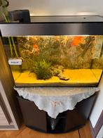 Aquarium + Tafel + sluierstaart vissen + extra, Dieren en Toebehoren, Vissen | Aquaria en Toebehoren, Ophalen, Gebruikt, Gevuld zoetwateraquarium