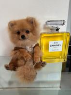 Pomeranian Boo teacup pomeriaan meisje FCI mini bear, Dieren en Toebehoren, Honden | Chihuahua's en Gezelschapshonden, Rabiës (hondsdolheid)