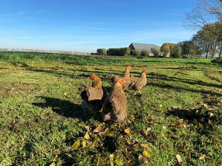 Jonge wyandotte kriel kippen goud patrijs gesekst + ingeënt, Dieren en Toebehoren, Pluimvee, Kip, Vrouwelijk