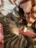 Grijze Europese korthaar, Dieren en Toebehoren, Katten en Kittens | Raskatten | Korthaar, Kater, Gechipt, 0 tot 2 jaar