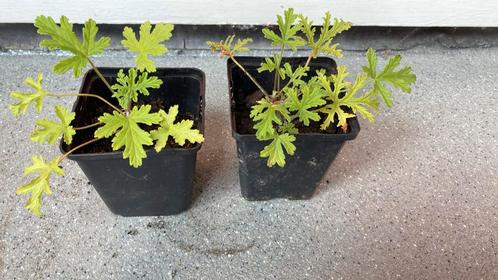 Citroengeranium, Tuin en Terras, Planten | Tuinplanten, Overige soorten, Halfschaduw, Zomer, Ophalen