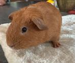 Lief beertje, 5 weken oud, Dieren en Toebehoren, Knaagdieren, Cavia, Mannelijk, Tam, September