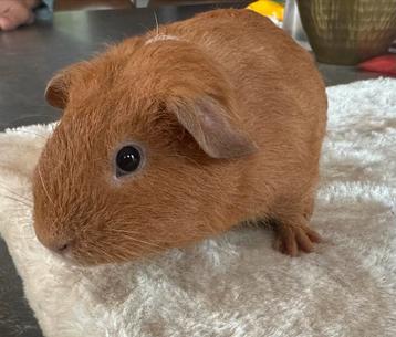 Lief beertje, 5 weken oud beschikbaar voor biedingen