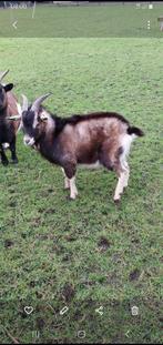 Dwerg dek bok te huur, Dieren en Toebehoren, Schapen, Geiten en Varkens, Mannelijk, 0 tot 2 jaar, Geit