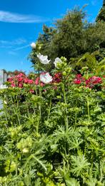 Witte malva, Ophalen, Zomer, Overige soorten, Volle zon