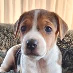 Te koop mooie boerenfox pups, Overige rassen, 8 tot 15 weken, Meerdere, Meerdere dieren