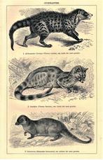 Antieke prent - Civetkatten, Ophalen, Gebruikt, Voor 1940, Prent