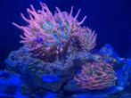 Sunburst anemoon 3 stuks., Dieren en Toebehoren, Vissen | Aquaria en Toebehoren, Ophalen, Nieuw, Gevuld zeewateraquarium