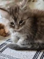 Main coon  kitten (poesje), Dieren en Toebehoren, Poes, Gechipt