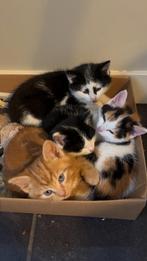 Nestje van 4 lieve kittens te koop, Meerdere dieren, 0 tot 2 jaar