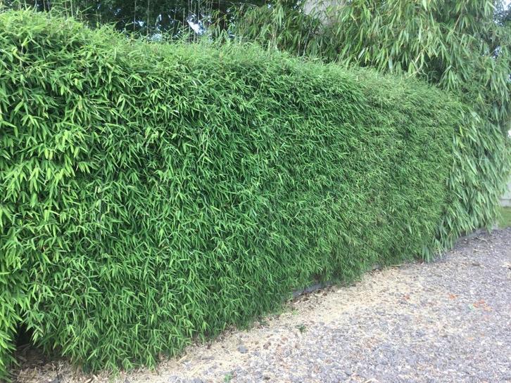 Fargesia Jiuzhaigou Genf, niet woekerende bamboe!, Tuin en Terras, Planten | Struiken en Hagen, Haag, Bamboe, 250 cm of meer, Ophalen