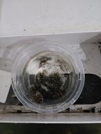 Slak etende slak, Dieren en Toebehoren