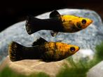 Golden Dust Molly, Dieren en Toebehoren, Vissen | Aquariumvissen, Vis