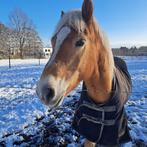 Haflinger paard te koop, Dieren en Toebehoren, Ruin, Recreatiepaard