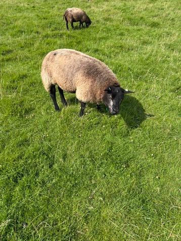 .Koppel Stamboek blauwe texelaar ooien beschikbaar voor biedingen