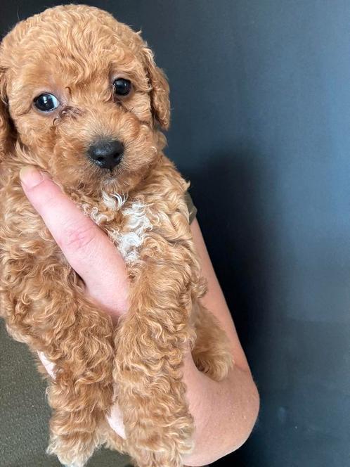 Nog 3 prachtige maltipoo reutjes beschikbaar., Dieren en Toebehoren, Honden | Chihuahua's en Gezelschapshonden, Meerdere dieren