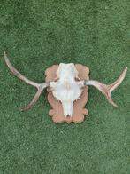 Eland gewei, Verzamelen, Dierenverzamelingen, Ophalen of Verzenden, Gebruikt, Overige soorten, Gewei of Kop