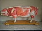 Vintage lesmodel  varken 102 cm somso , leermodel didactis, Ophalen of Verzenden