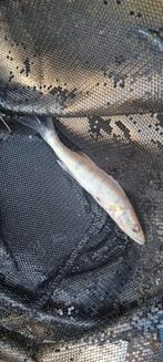 Snoekbaars, Dieren en Toebehoren, Vissen | Vijvervissen, Karper of Koi