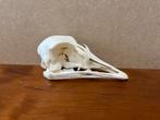 Schedel struisvogel., Ophalen of Verzenden, Nieuw, Vogel, Schedel